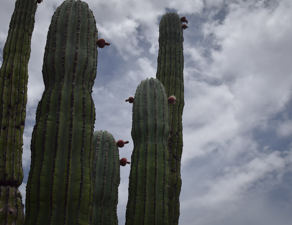 saguaros au coeur de la basse californie du nord