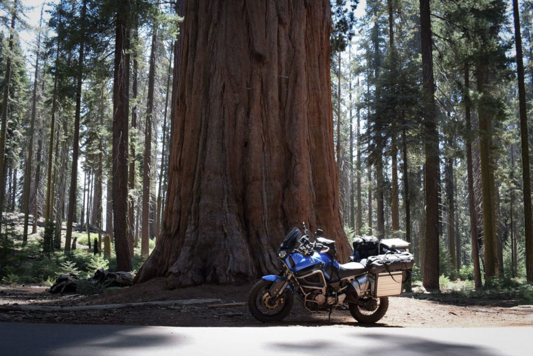 le parc national de Sequoia en Californie
