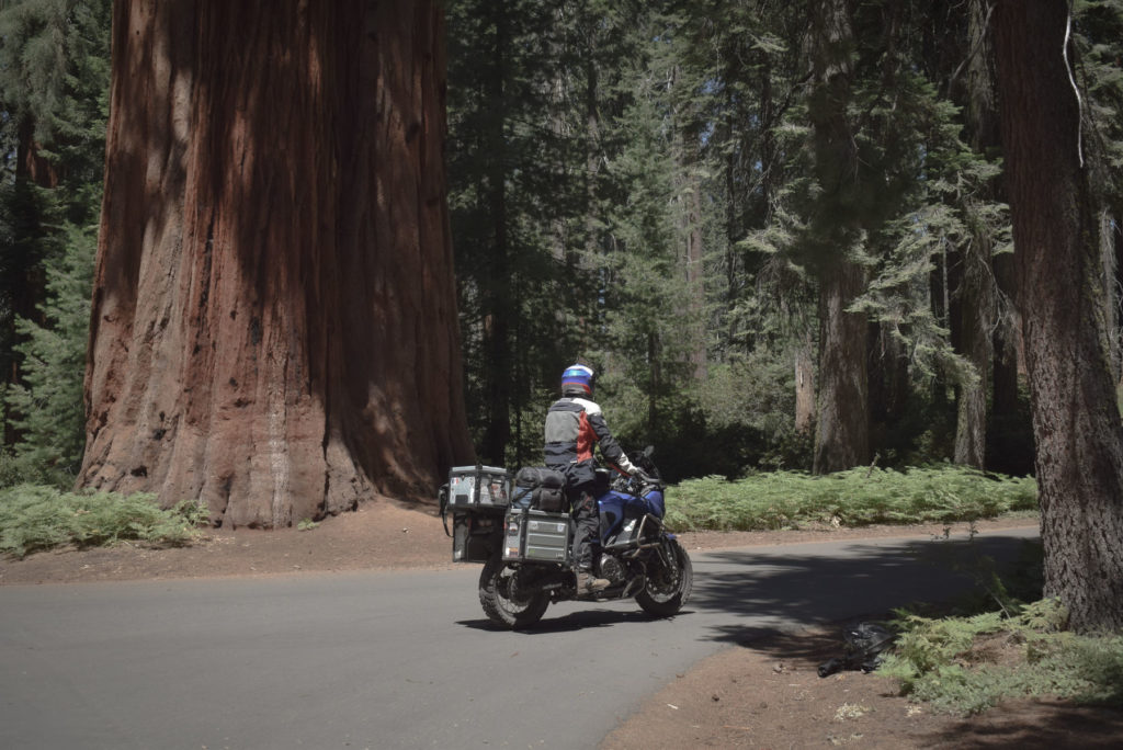 se perdre dans la forêt des géants à Sequoia