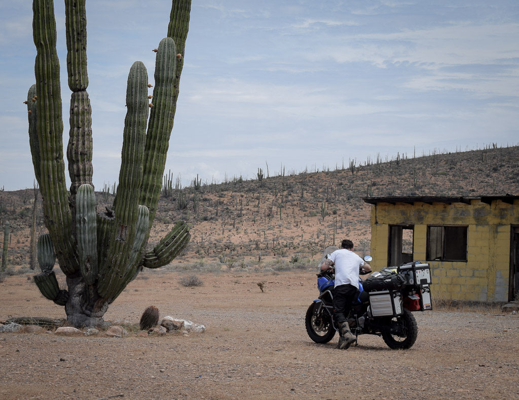 cactus en basse californie du nord