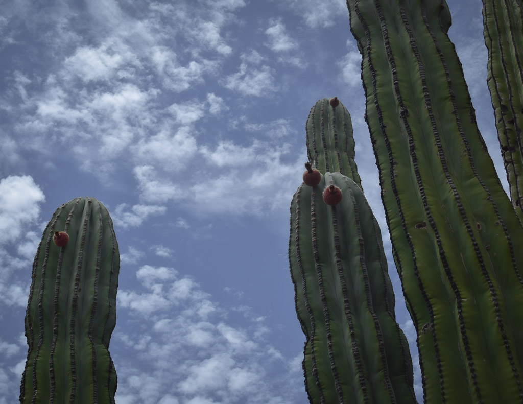 cactus saguaro mexique