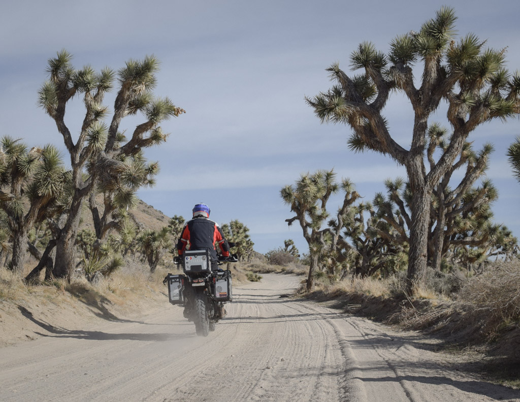 entouré des fameux joshua tree