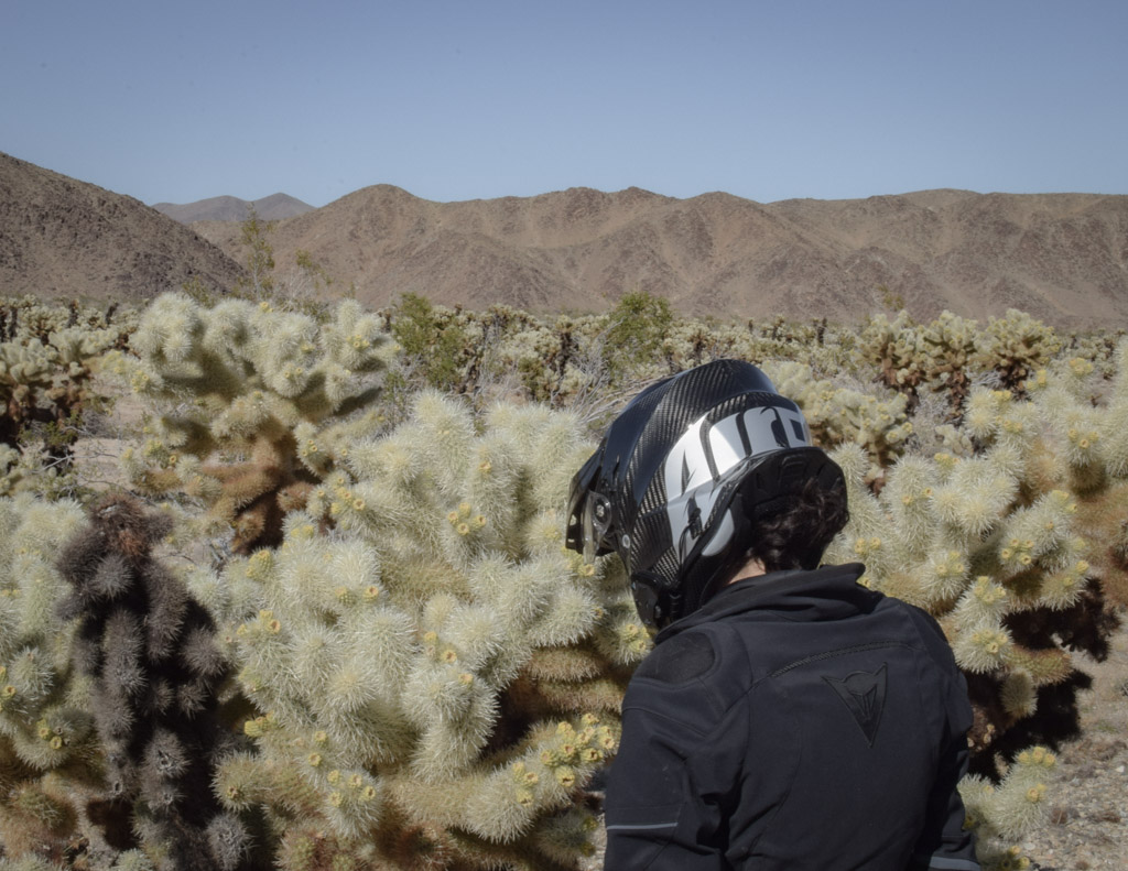 forêts de yuccas dans joshua tree 